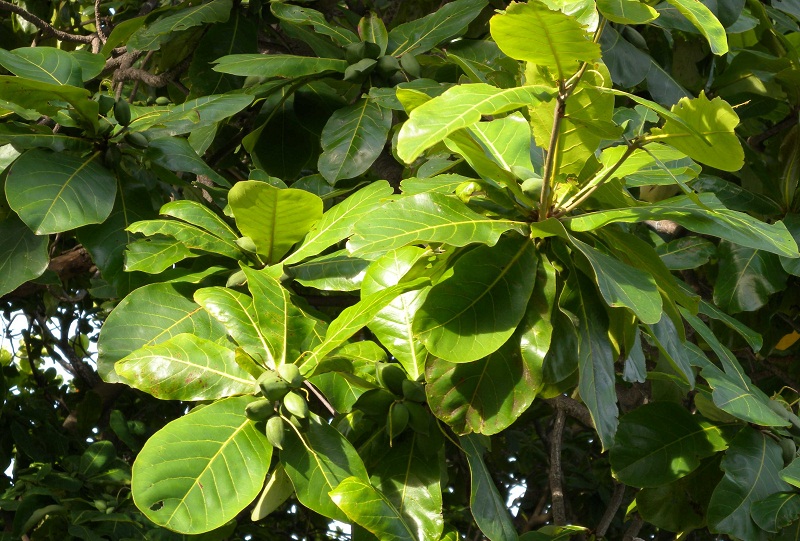 Terminalia catappa